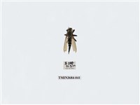 藏品(雙翅目)的圖片